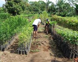 Con viveros cultivos y flores arranca el 2026 en Miranda